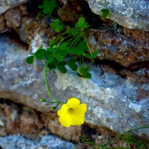 Fleur de beurre pousse vaillamment entre les pierres - France  - collection de photos clin d'oeil, catégorie plantes